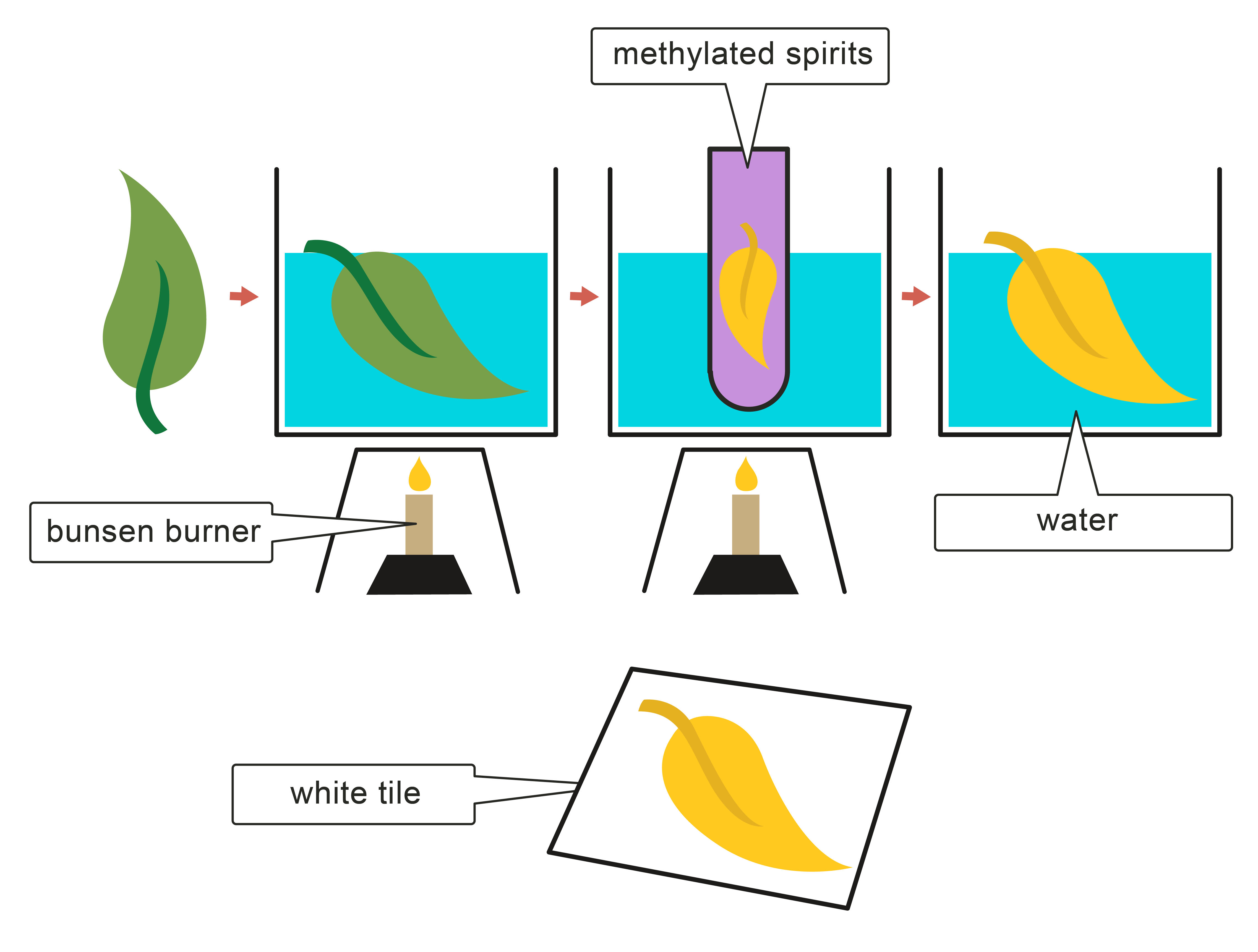 Test for starch